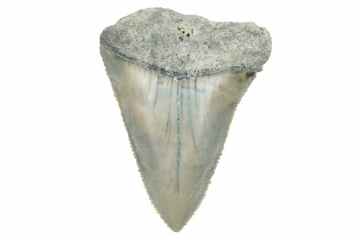 Serrated, Fossil Great White Shark Tooth - South Carolina #273865